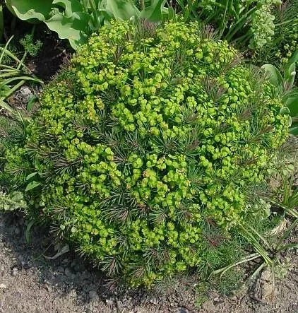 Zypressen-Wolfsmilch (Saatgut), Euphorbia cyparissias